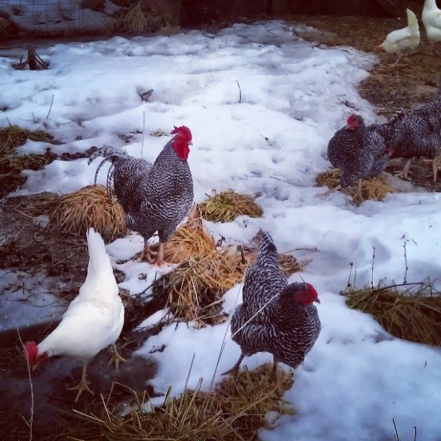 Chickens in Snow